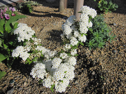 20120428-01.jpg