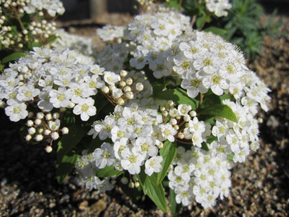 20120428-02.jpg