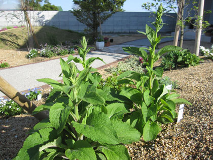 20120428-03.jpg