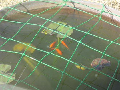 20120428-04.jpg