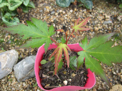20120629-05.jpg