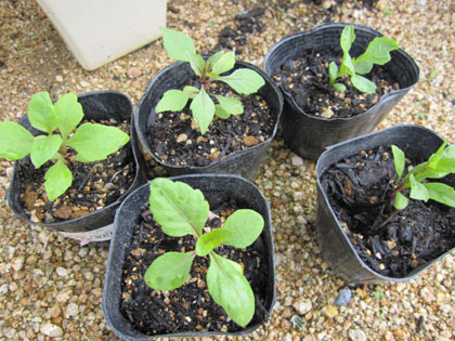 20120629-06.jpg