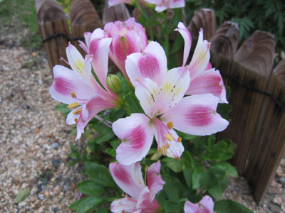 20130627-02.jpg