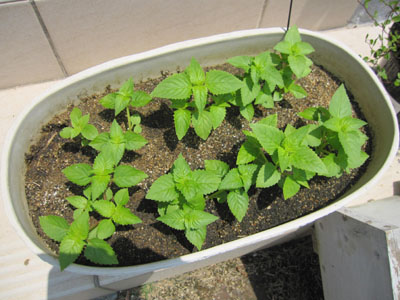 20130726-04.jpg