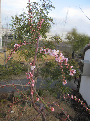 20140227-03.jpg