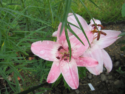 20140618-01.jpg