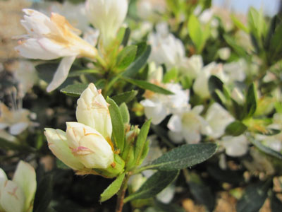 20120323-04.jpg
