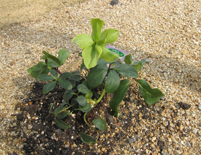 20120323-05.jpg