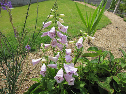 20120629-03.jpg