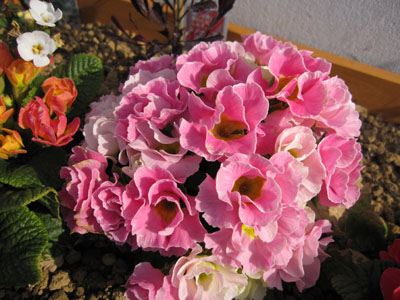 20130309-10.jpg