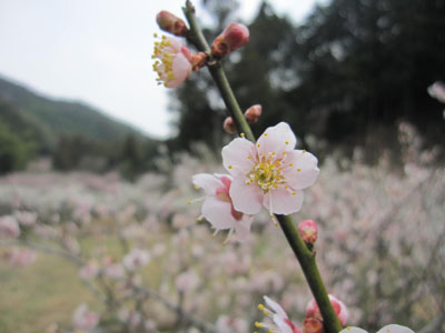 20130313-01.jpg