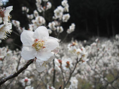 20130313-05.jpg
